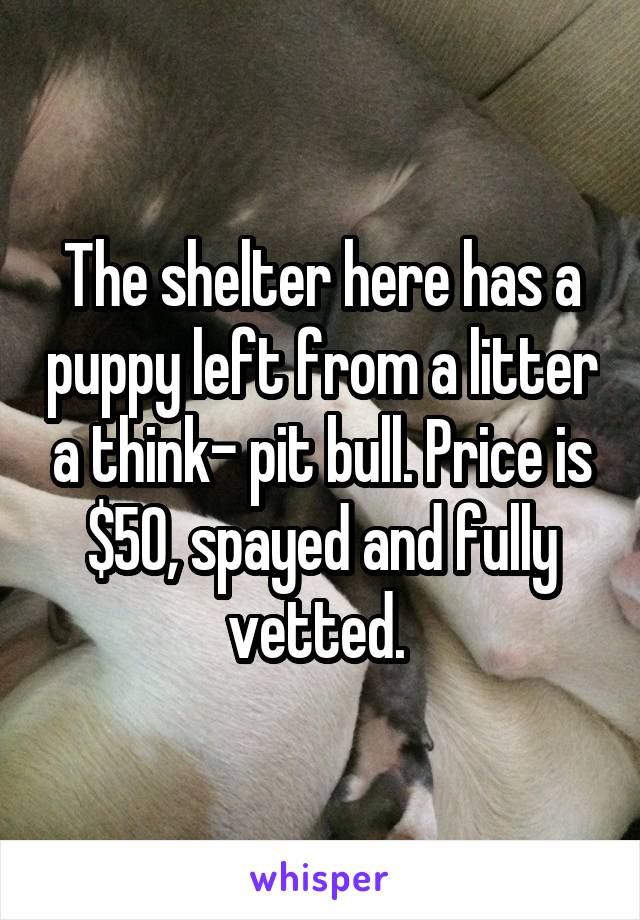 The shelter here has a puppy left from a litter a think- pit bull. Price is $50, spayed and fully vetted. 