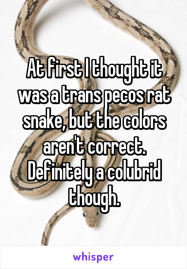 At first I thought it was a trans pecos rat snake, but the colors aren't correct. Definitely a colubrid though.