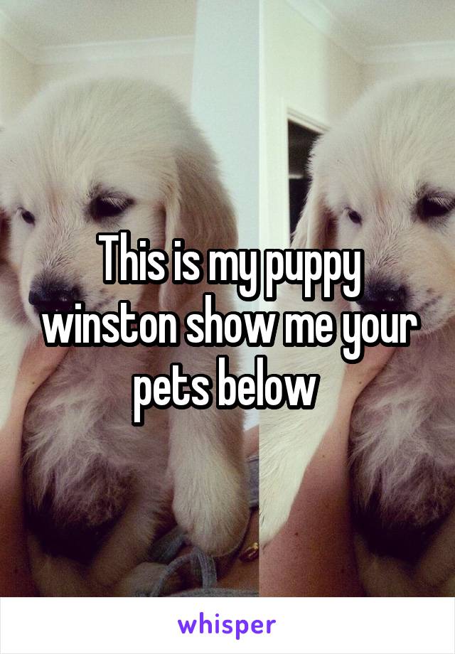 This is my puppy winston show me your pets below 