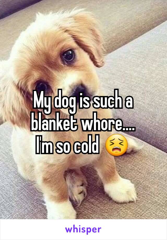 My dog is such a blanket whore....
I'm so cold 😣