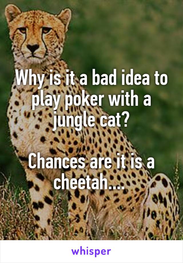 Why is it a bad idea to play poker with a jungle cat?

Chances are it is a cheetah.... 