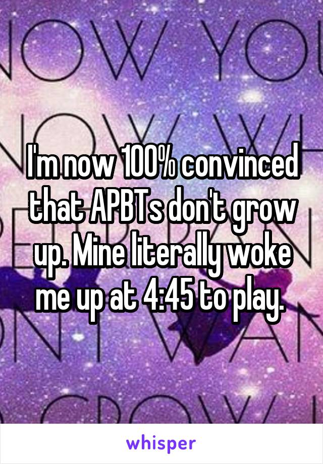 I'm now 100% convinced that APBTs don't grow up. Mine literally woke me up at 4:45 to play. 