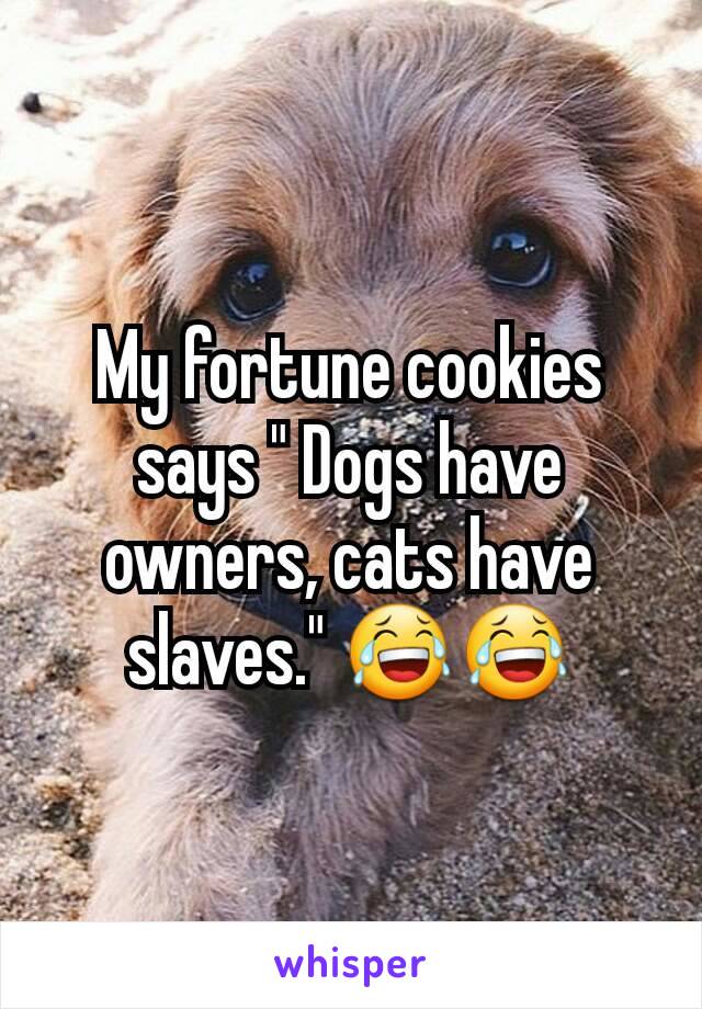 My fortune cookies says " Dogs have owners, cats have slaves." 😂😂