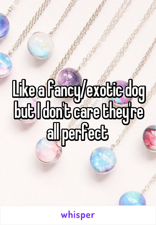 Like a fancy/exotic dog but I don't care they're all perfect 