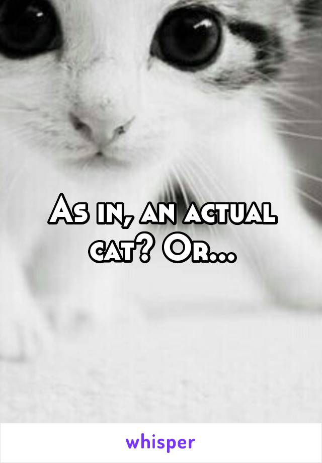 As in, an actual cat? Or...