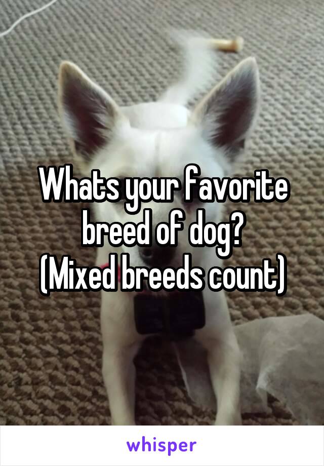 Whats your favorite breed of dog?
(Mixed breeds count)