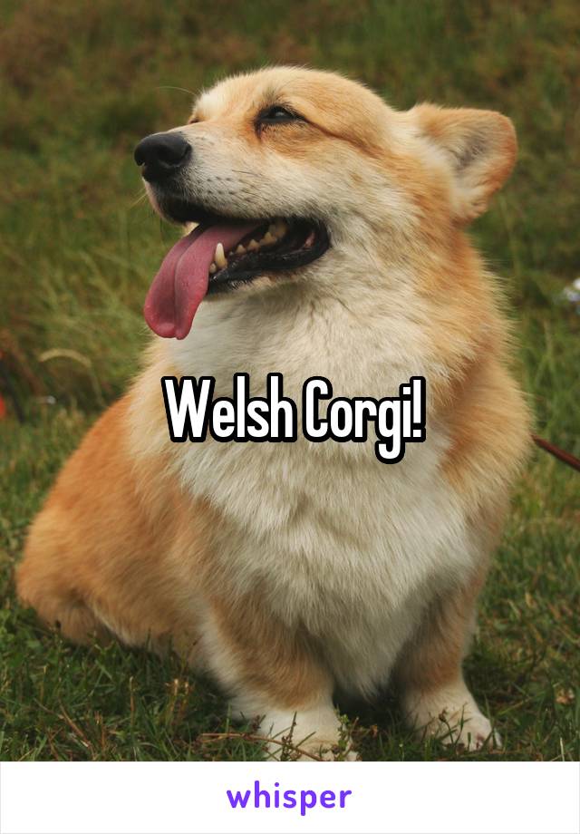 Welsh Corgi!