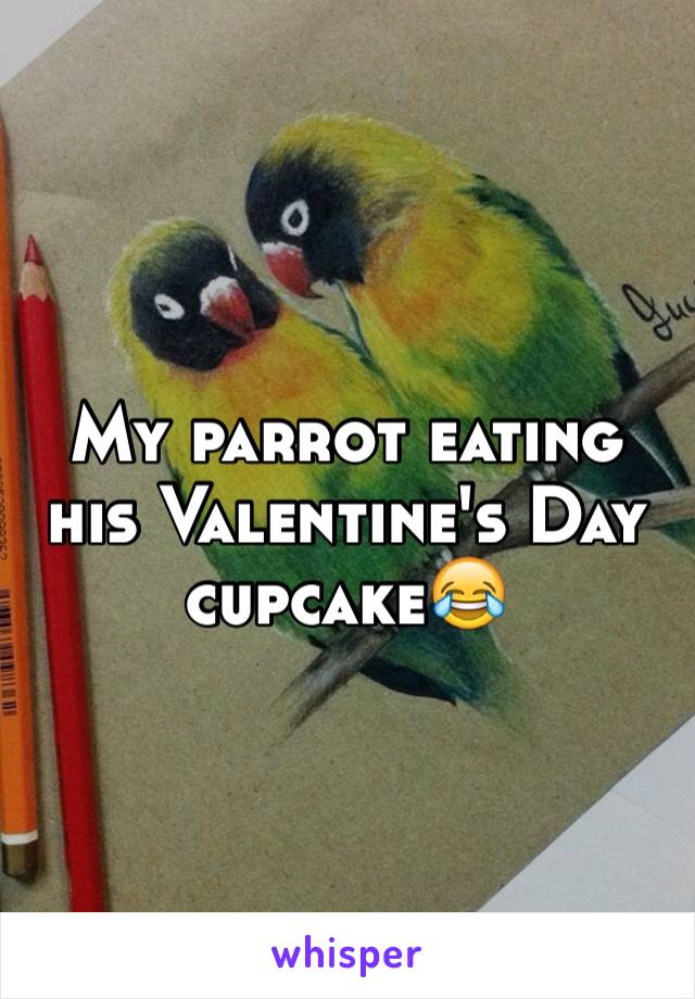 My parrot eating his Valentine's Day cupcake😂