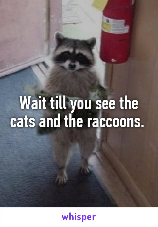 Wait till you see the cats and the raccoons. 