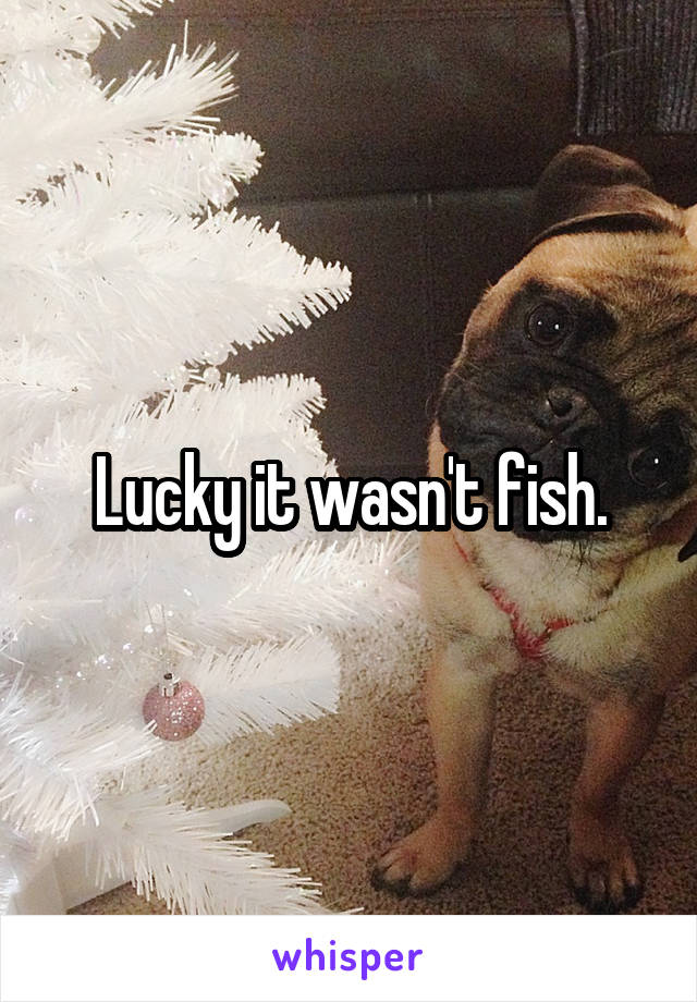 Lucky it wasn't fish.