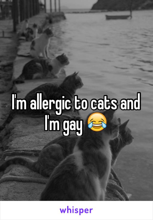 I'm allergic to cats and I'm gay 😂