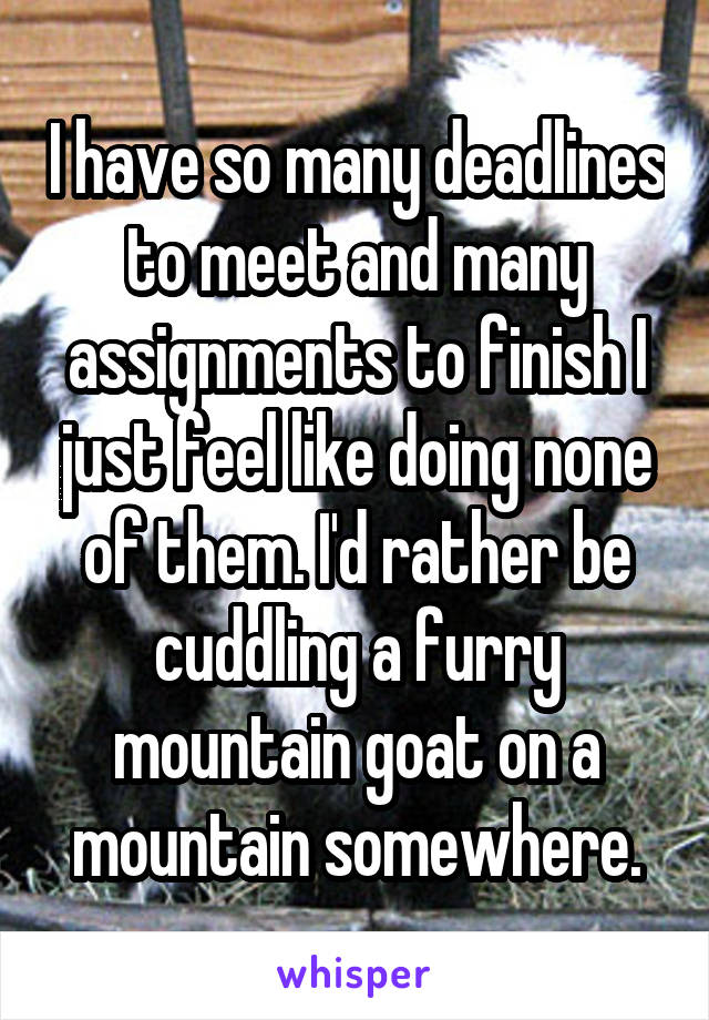 I have so many deadlines to meet and many assignments to finish I just feel like doing none of them. I'd rather be cuddling a furry mountain goat on a mountain somewhere.