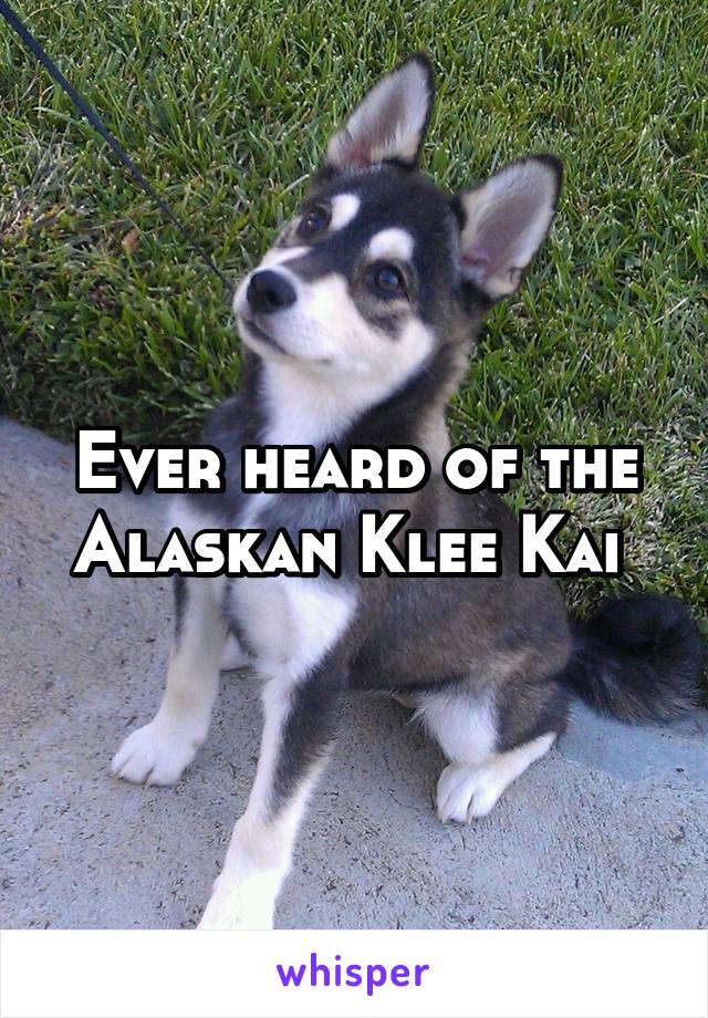 Ever heard of the Alaskan Klee Kai 