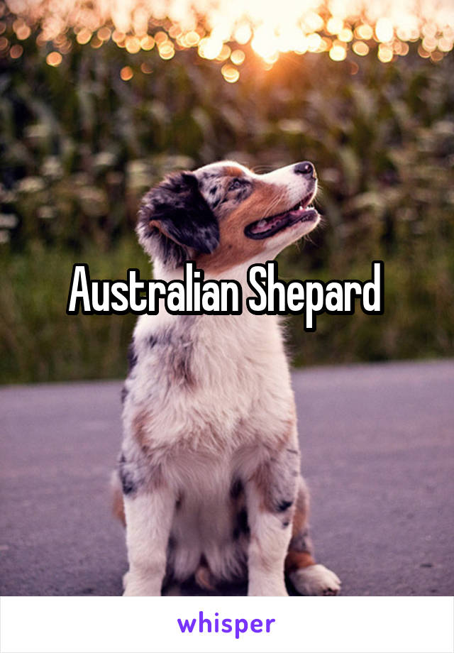 Australian Shepard 
