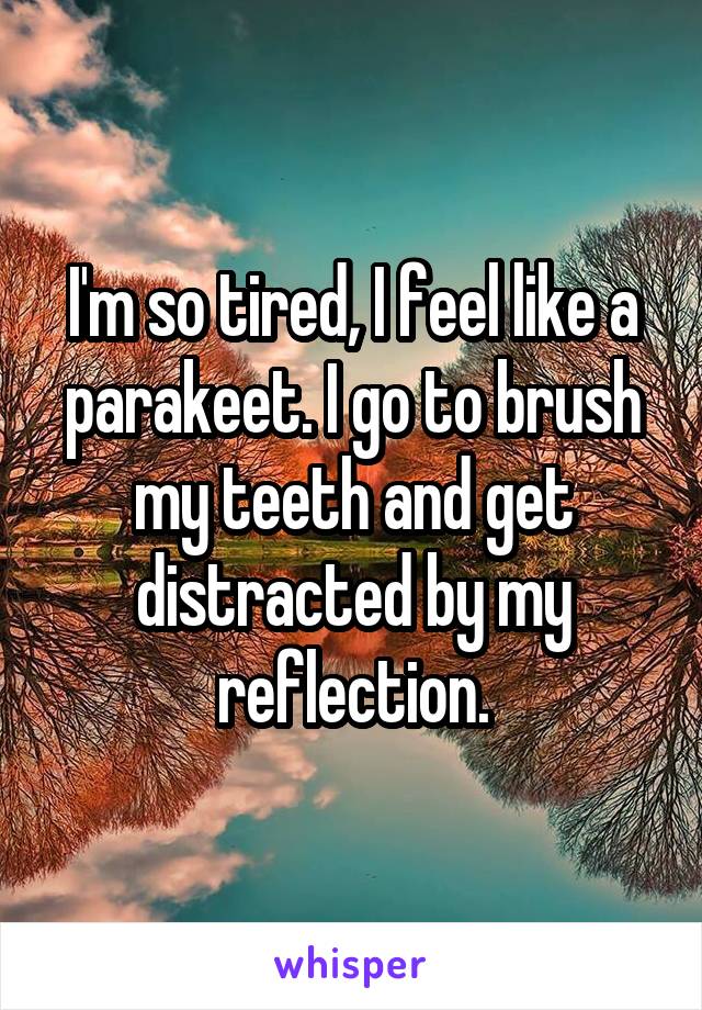 I'm so tired, I feel like a parakeet. I go to brush my teeth and get distracted by my reflection.