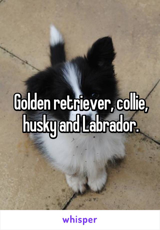 Golden retriever, collie, husky and Labrador.