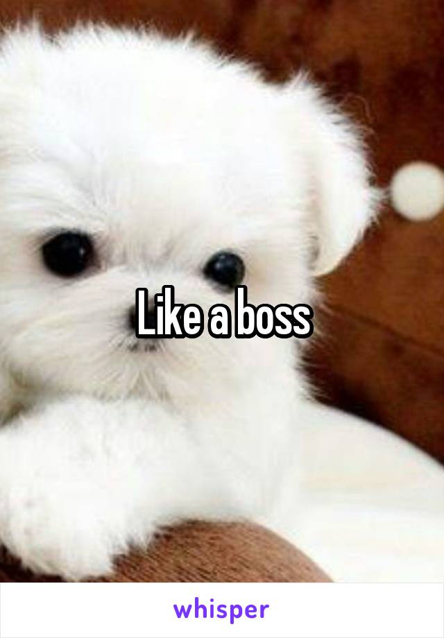 Like a boss