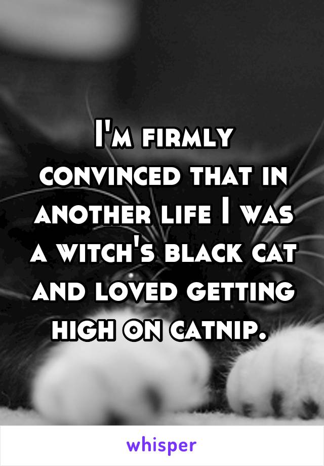 I'm firmly convinced that in another life I was a witch's black cat and loved getting high on catnip. 