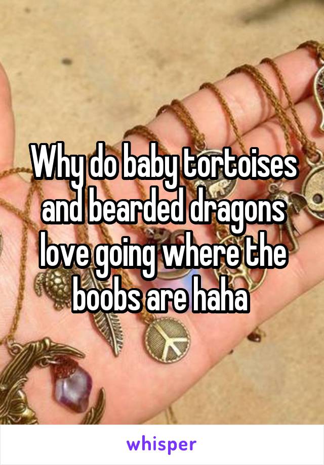 Why do baby tortoises and bearded dragons love going where the boobs are haha 