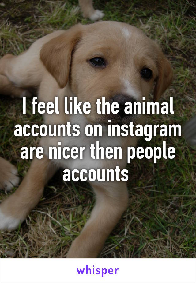 I feel like the animal accounts on instagram are nicer then people accounts 