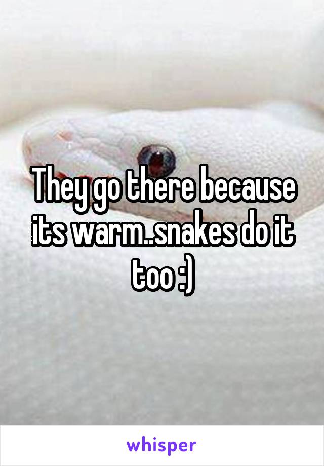 They go there because its warm..snakes do it too :)