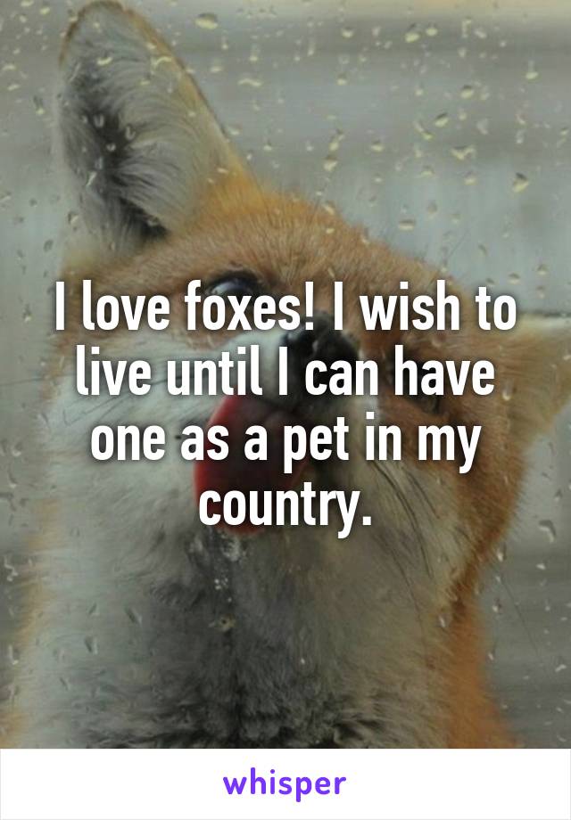 I love foxes! I wish to live until I can have one as a pet in my country.