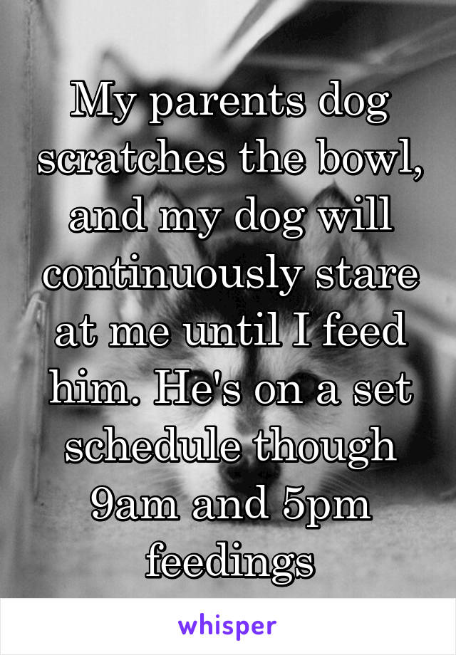 My parents dog scratches the bowl, and my dog will continuously stare at me until I feed him. He's on a set schedule though 9am and 5pm feedings