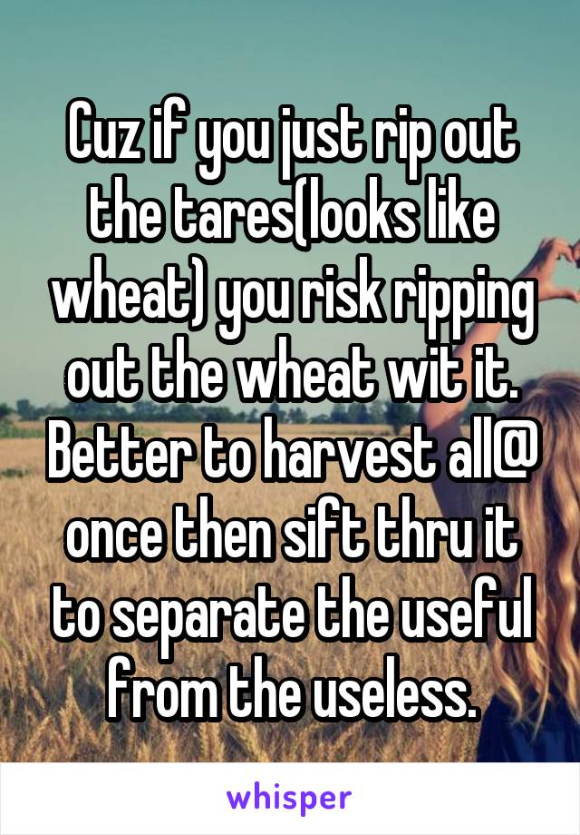 Cuz if you just rip out the tares(looks like wheat) you risk ripping out the wheat wit it. Better to harvest all@ once then sift thru it to separate the useful from the useless.