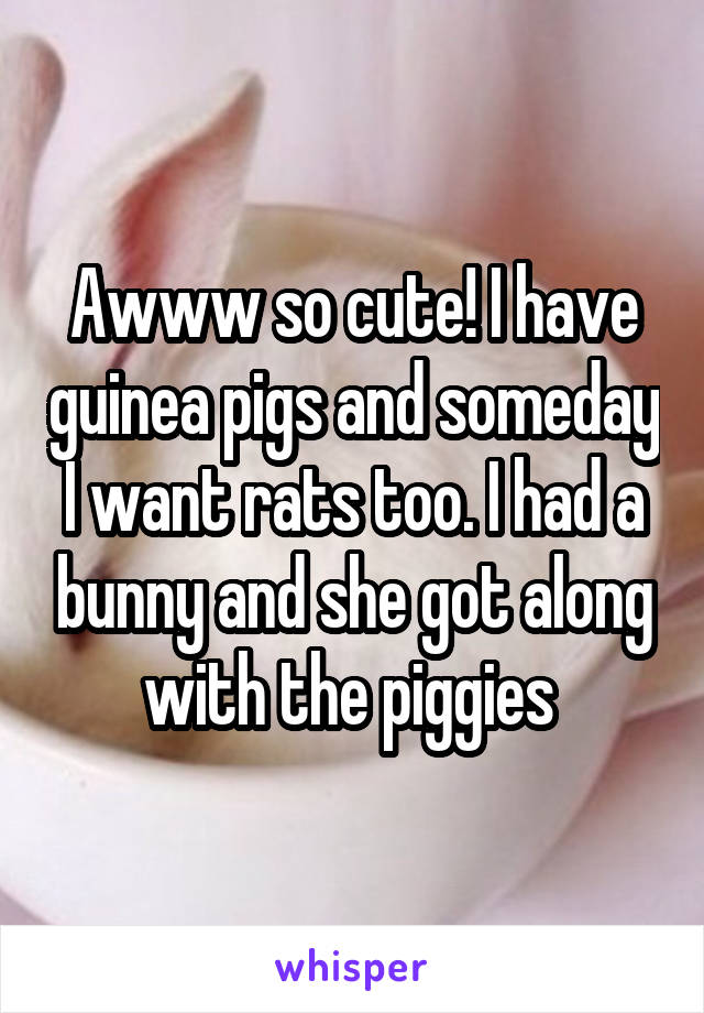Awww so cute! I have guinea pigs and someday I want rats too. I had a bunny and she got along with the piggies 