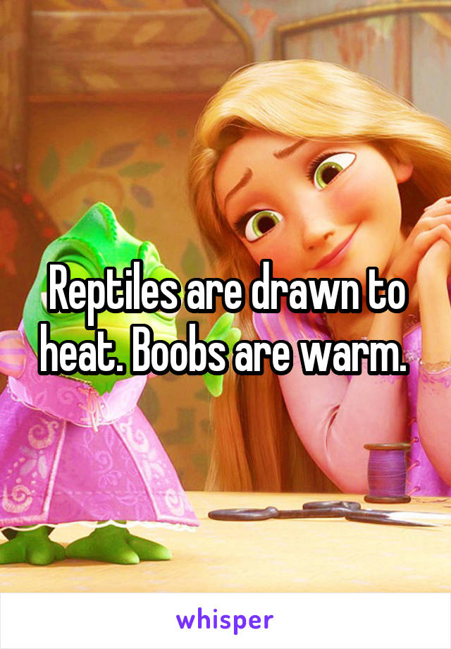 Reptiles are drawn to heat. Boobs are warm. 