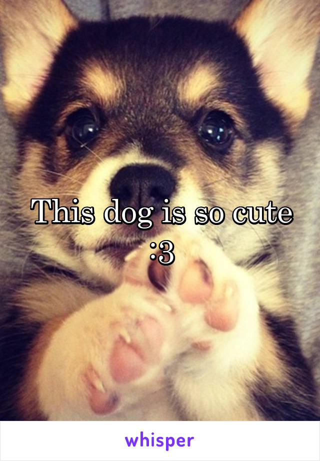 This dog is so cute
:3