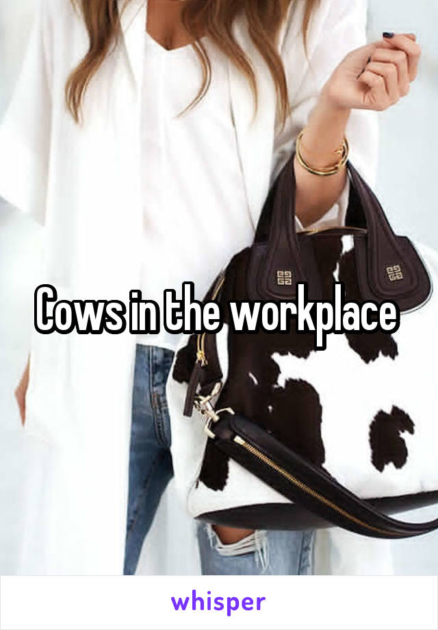 Cows in the workplace 