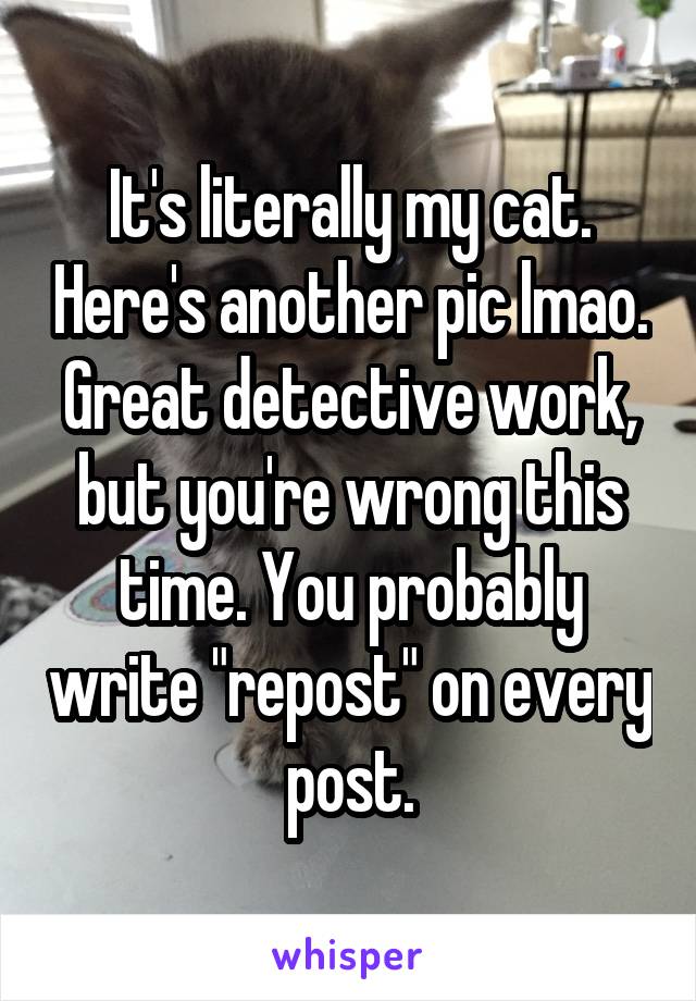 It's literally my cat. Here's another pic lmao. Great detective work, but you're wrong this time. You probably write "repost" on every post.