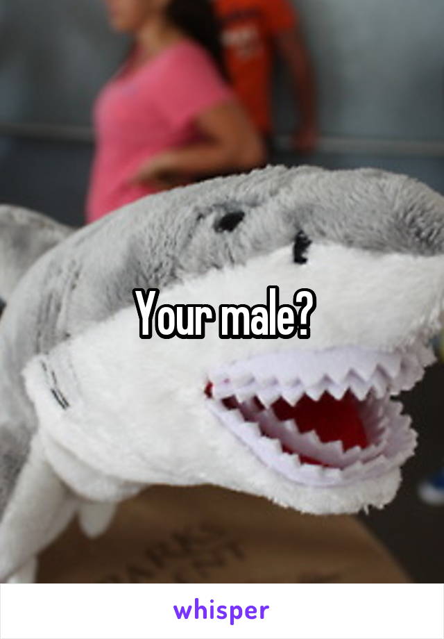 Your male?