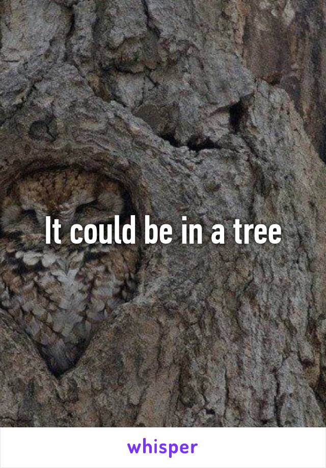 It could be in a tree