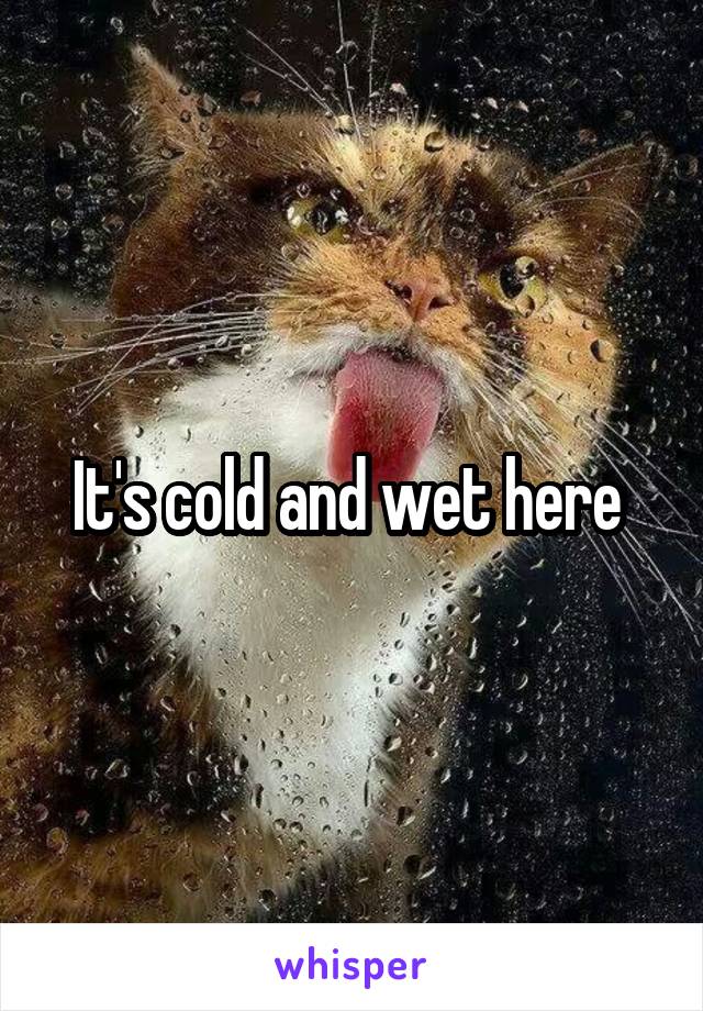 It's cold and wet here 