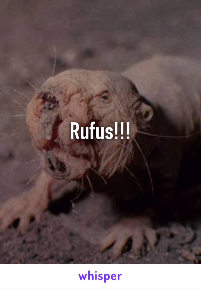 Rufus!!!
