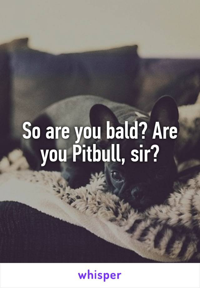 So are you bald? Are you Pitbull, sir?