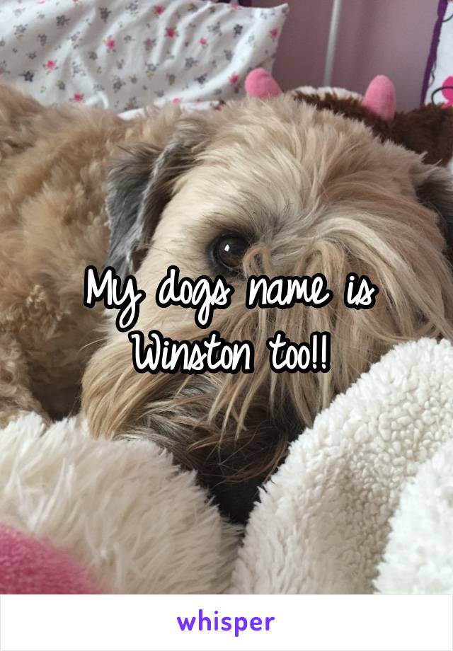 My dogs name is Winston too!!