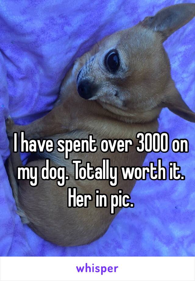 I have spent over 3000 on my dog. Totally worth it. Her in pic. 