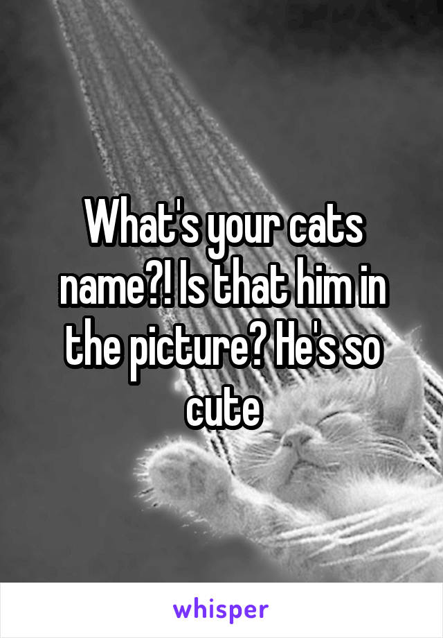 What's your cats name?! Is that him in the picture? He's so cute