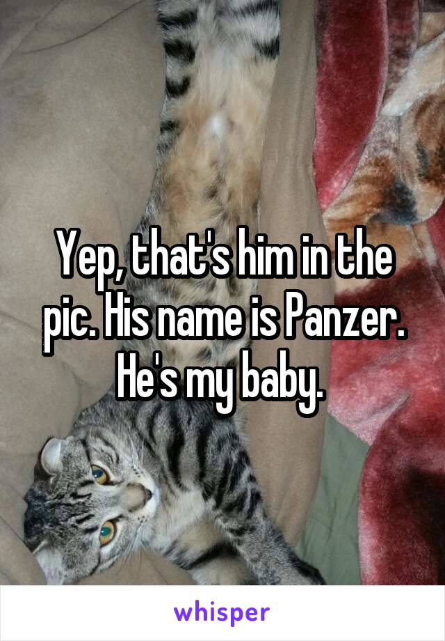 Yep, that's him in the pic. His name is Panzer. He's my baby. 