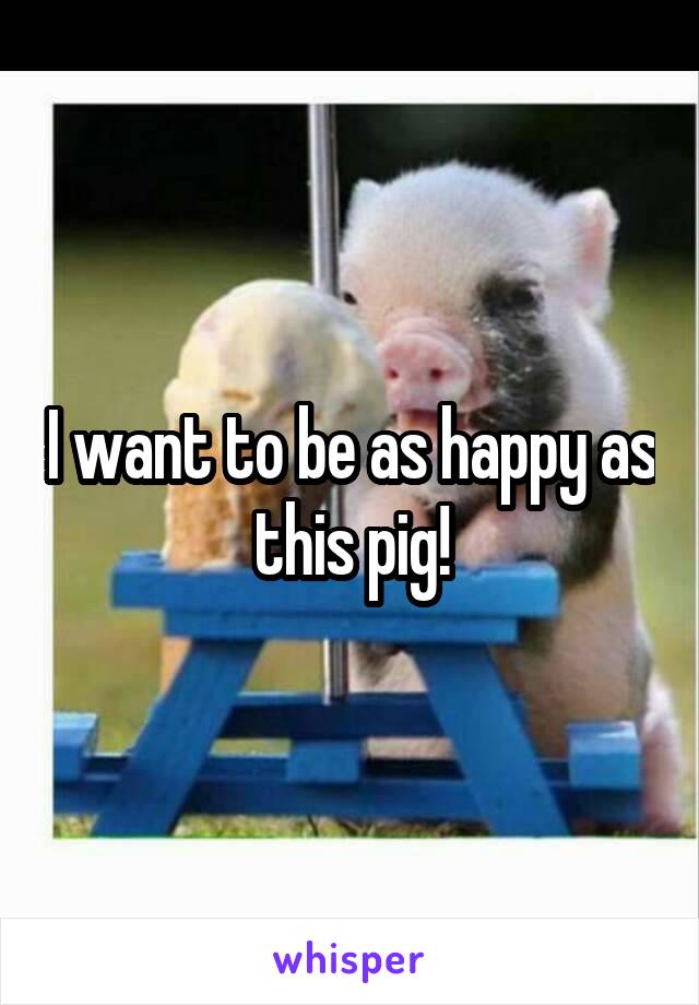 I want to be as happy as this pig!