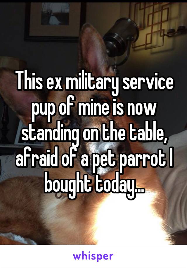 This ex military service pup of mine is now standing on the table, afraid of a pet parrot I bought today...