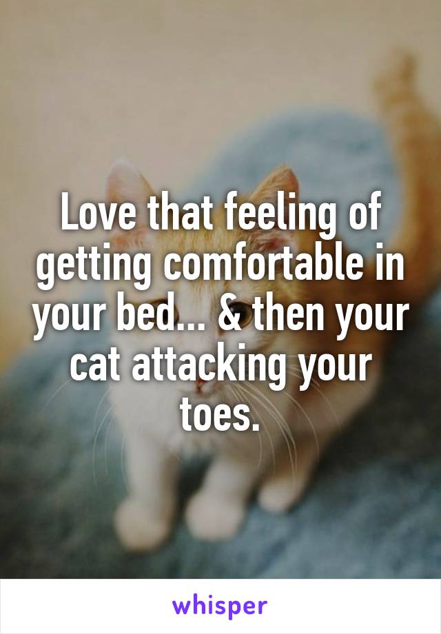 Love that feeling of getting comfortable in your bed... & then your cat attacking your toes.