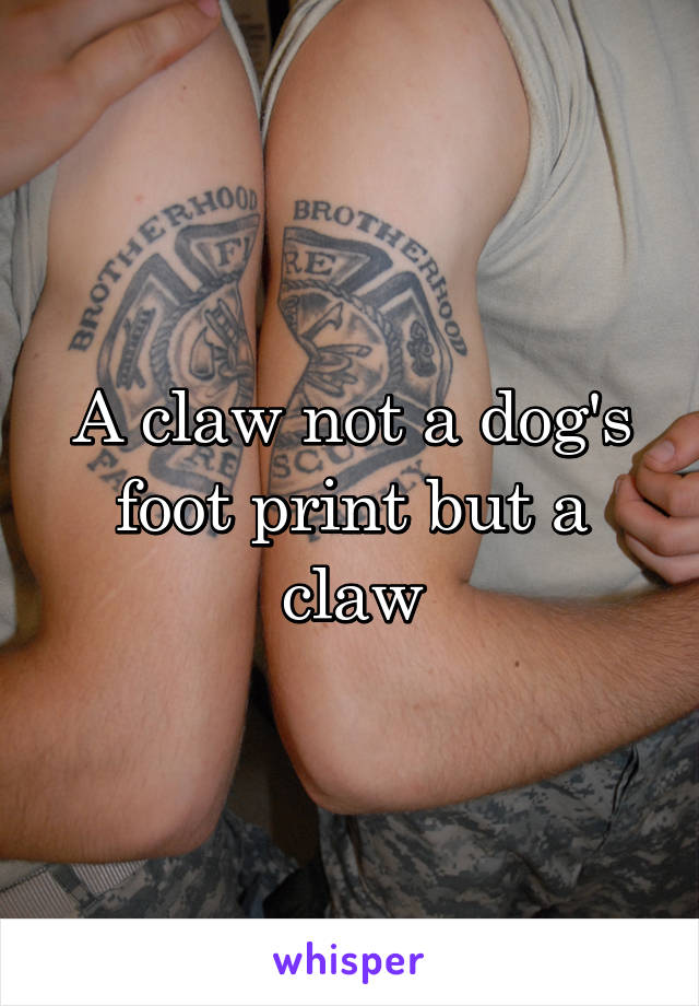 A claw not a dog's foot print but a claw