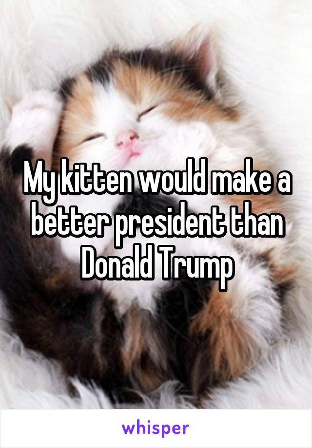 My kitten would make a better president than Donald Trump