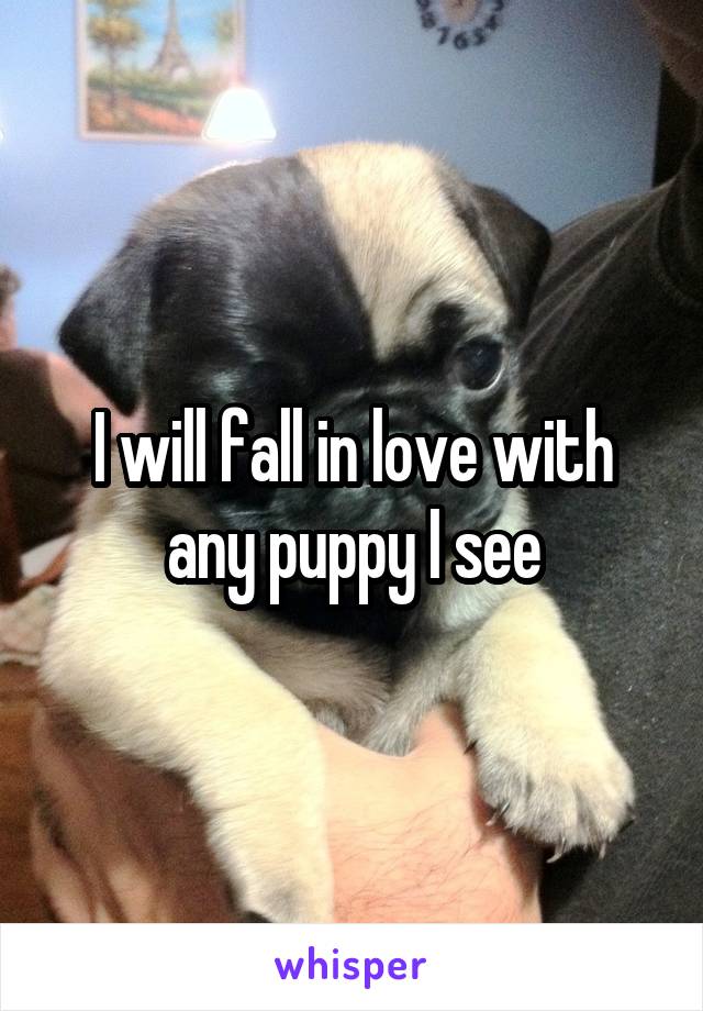 I will fall in love with any puppy I see
