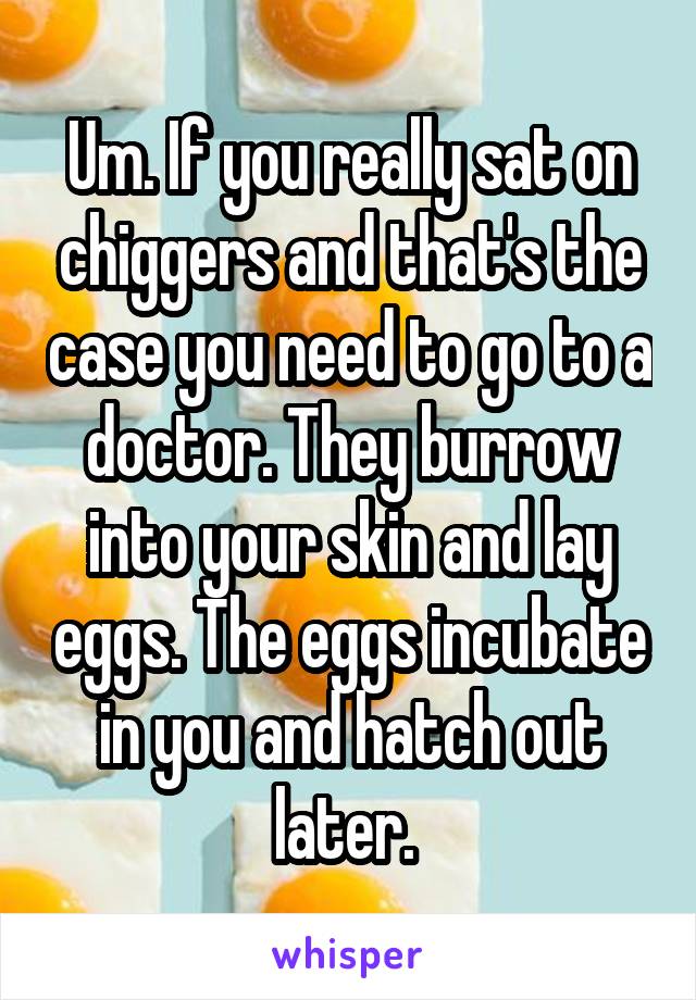 Um. If you really sat on chiggers and that's the case you need to go to a doctor. They burrow into your skin and lay eggs. The eggs incubate in you and hatch out later. 