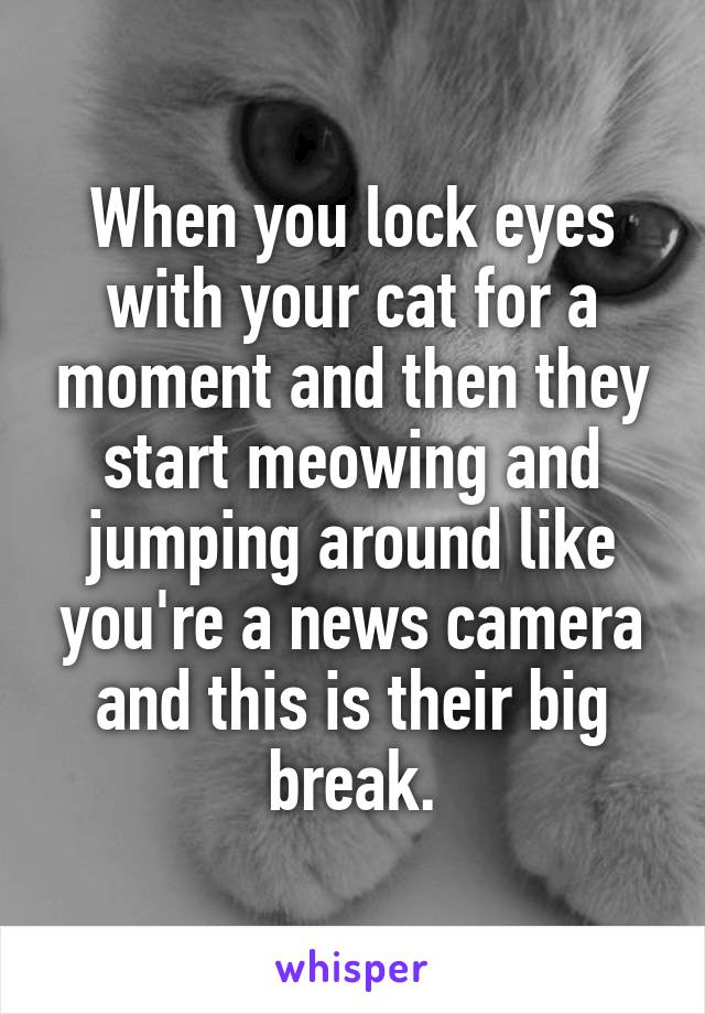 When you lock eyes with your cat for a moment and then they start meowing and jumping around like you're a news camera and this is their big break.